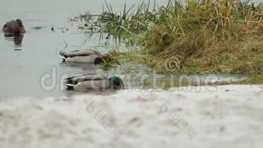 冬天，灰色的野鸭和绿色的野鸭在<strong>靠近</strong>海岸的湖中游泳和潜水寻找食物