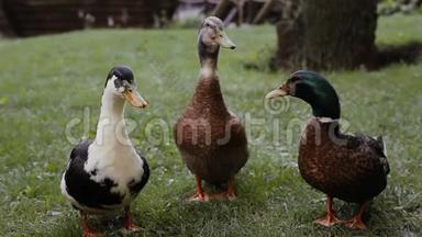 两只鸭子和一棵绿草上的鸭子。 德雷克正在清理他的羽毛。 两只鸭子和德雷克在公园里说话。