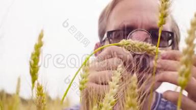 生态学家检查小麦的手