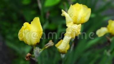 <strong>雨后</strong>草地上的黄色虹膜花。 春天花园里新鲜的虹膜。