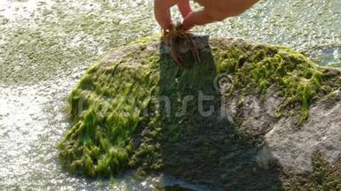 渔夫用海藻将小龙虾释<strong>放到</strong>靠近水面的石头上。 星断是向后移动的。 我们的同事