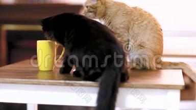 一个木制工作台上的空白平板设备，桌上有一杯茶和一只猫。猫咖啡馆。