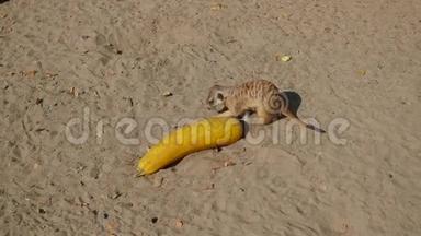 猫鼬在沙滩上<strong>挖洞</strong>