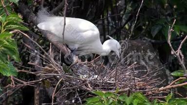 慢动作小白鹭在台北湖树上用蓝蛋筑巢