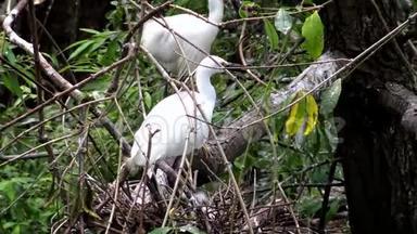 白色白鹭塔加泽塔筑巢。 小白鹭照顾窝和小鸡