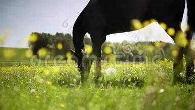 夏季草地上的棕马，吃喝玩乐