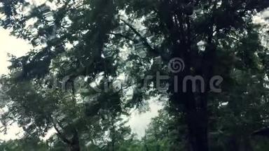 <strong>飓风</strong>风和雨水在树木中通过挡风玻璃