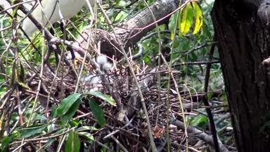 白色白鹭塔加泽塔筑巢。 小白鹭照顾窝和小鸡