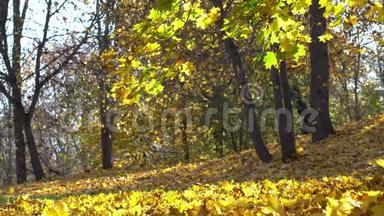 秋天刮风的一天，黄叶从树上落下