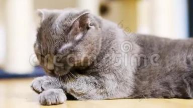 美丽的灰色纯种苏格兰褶皱猫