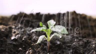 种子农业和新的生活理念，小植物在阳光和雨水的滋润下生长在土壤后面