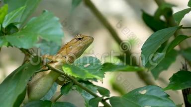一只奇特的吸血蜥蜴，栖息在茂密的绿色树叶中间，热带丛林，自然背景，