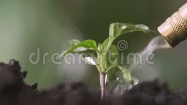 种子农业和新的生活理念，小植物在阳光和雨水的<strong>滋润</strong>下生长在土壤后面