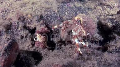 大白海海底的大爸爸和小婴儿癌症<strong>隐士</strong>蟹。