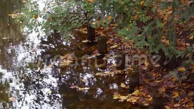 秋天湖畔落叶、树木和<strong>木柱</strong>