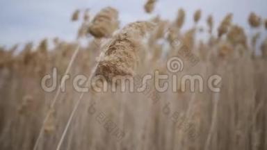常见的芦苇草穗在风中摇曳。