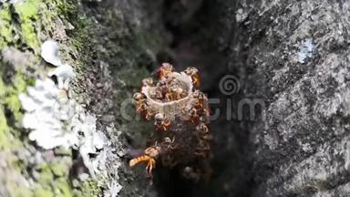 无刺蜜蜂在蜡管巢中的超慢动作视频