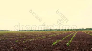 玉米地，一排排年轻的玉米植株，幼苗在肥沃湿润的土壤上，温暖的春天，在一个温暖的日子里种植玉米
