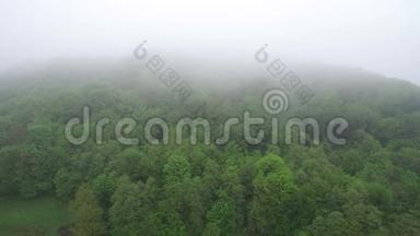 在雾蒙蒙的早晨飞越树梢. 清晨的树林里，绿林中弥漫着雾气..