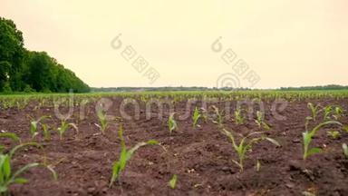 玉米地，一排排年轻的玉米植株，幼苗在肥沃湿润的土壤上，<strong>温暖</strong>的春天，在一个<strong>温暖</strong>的日子里种植玉米