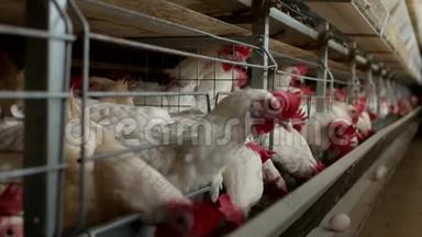 家禽养殖场饲养鸡，鸡蛋经过转运，鸡和蛋，母鸡