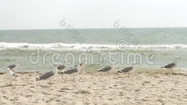 海鸥在海边，沿着海边的沙滩漫步