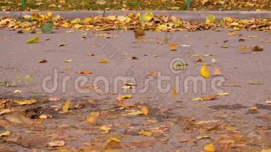 秋天，<strong>大风</strong>在沥青路上吹黄叶，特写