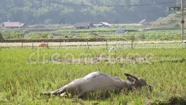 年轻的水牛躺在泥上取代虫子在身体上飞行，使新鲜和寒冷。 4k
