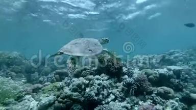 海龟在水面下游过顶部的珊瑚礁. 鹭海龟或鹭海龟