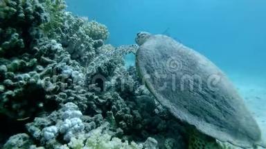 海龟坐在珊瑚礁上，吃软珊瑚。 鹭海龟或碧莎，鹭