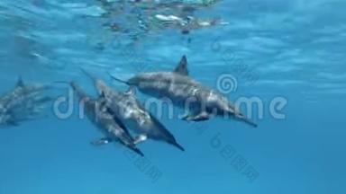 三只海豚的家人、母亲和两只幼海豚从他们的群体中分离出来，<strong>分别</strong>在蓝色的水里游泳。