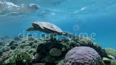海龟在水面下游过顶部的珊瑚礁. 鹭海龟或鹭海龟