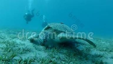 两名潜水者用雷莫拉鱼看海龟，在海底吃海草。 鱼和绿龟