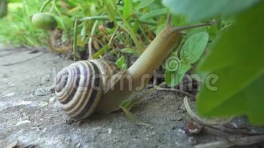 蜗牛在石头背景上爬行，吃树叶。 柯克利亚在地上爬行，吃草。