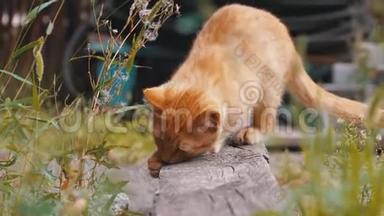 无家可归的野红猫在垃圾桶后场的垃圾桶里玩耍