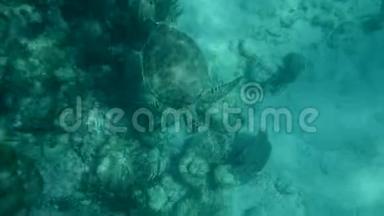 海龟在加勒比海的珊瑚礁里游泳，里维埃拉玛雅