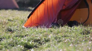 在雾蒙蒙的早晨，在秋天的一片青松林中，一片绿草上的红色<strong>帐篷</strong>。 秋周末森林徒步旅行，带<strong>帐篷</strong>