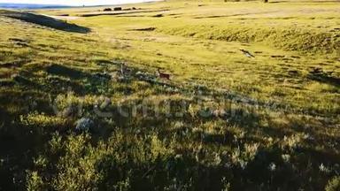 一个国家公园的平原平原丘陵草原景观中，无人机摄像机跟随野鹿<strong>自由奔跑</strong>。