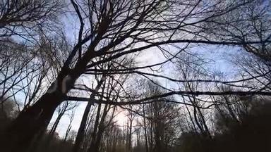 没有叶子的树之间的摄像机运动。 阳光照进相机，映衬着蓝天和树枝.. 黑暗