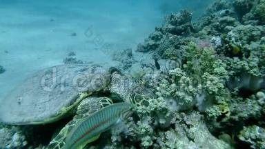 慢动作，海龟坐在珊瑚礁上，吃软珊瑚.. 鹭海龟或碧莎，鹭