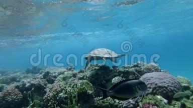慢动作，海龟在水面下慢慢游过顶部的珊瑚礁。 鹭海龟，鹭