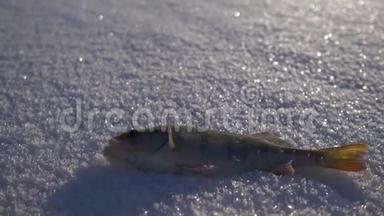 冬天，<strong>一条鱼</strong>栖息在纯雪上。 4K