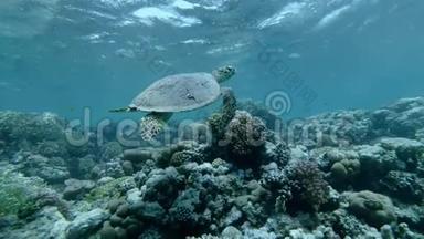 慢动作，海龟在水面下慢慢游过顶部的珊瑚礁。 鹭海龟，鹭