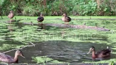 4k录像。 电影院的录像。 森林里有鸭子的池塘