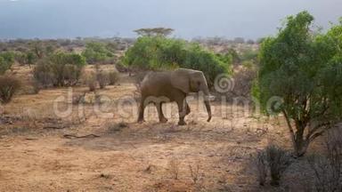 非洲野象穿越沙漠，灌木丛中有红色的地球