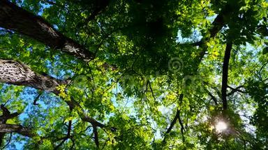 低角度的<strong>森林</strong>和蓝天与<strong>风吹</strong>来。 从林地、树木和绿叶流动的角度