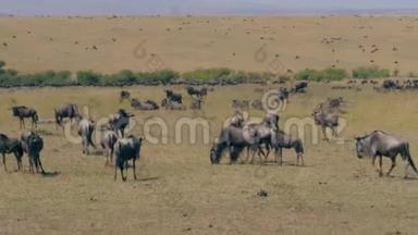 在草原保护区马赛马拉放牧的一大群野生动物
