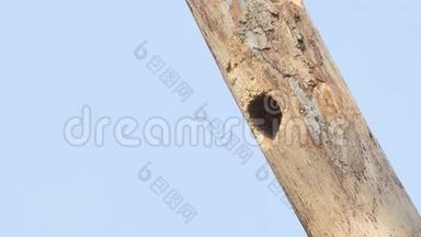 铜匠巴贝鸟在树上筑巢