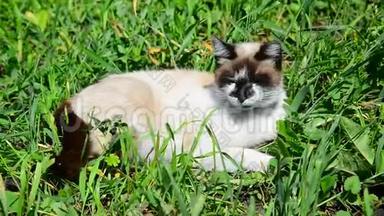 暹罗猫躺在草地上