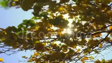 阳光透过微风<strong>吹拂</strong>的落叶. 慢动作。 五彩缤纷的金色秋叶，映衬得很近